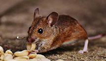 24 Hour & Emergency Exterminators in Univ Of The Pacific, CA